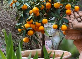 Dwarf citrus tree in a terracotta coloured pot, surrounded by greenery.