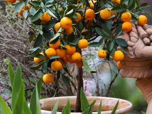 Dwarf citrus tree in a terracotta coloured pot, surrounded by greenery.