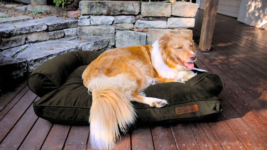 Discover the Olive trend with Charlie's Ripley Corduroy Dog Sofa Bed. I/N: 0458770