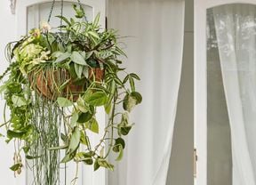 A green upcycled hanging planter with trailing green plants