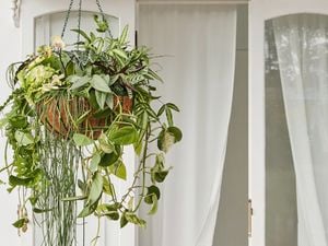 A green upcycled hanging planter with trailing green plants