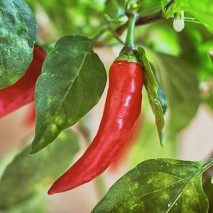 Chillies - Close up