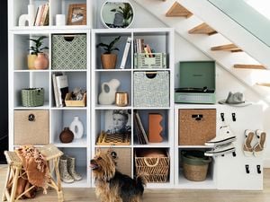 Shelving unit underneath a staircase, with baskets, pot plants and a dog in front of the shelving.