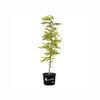 330mm Golden Robinia - Robinia pseudoacacia Frisia