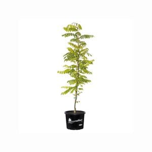 330mm Golden Robinia - Robinia pseudoacacia Frisia