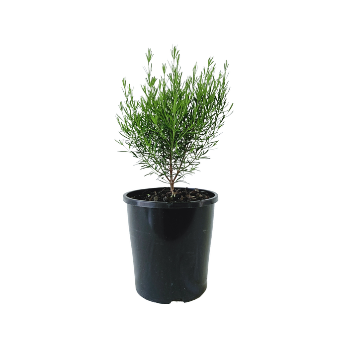 140mm Boronia Plum Bells - Boronia hybrid