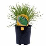 140mm Lomandra Little Con - Lomandra confertifolia