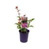 140mm Salvia Ember's Wish - Salvia hybrid