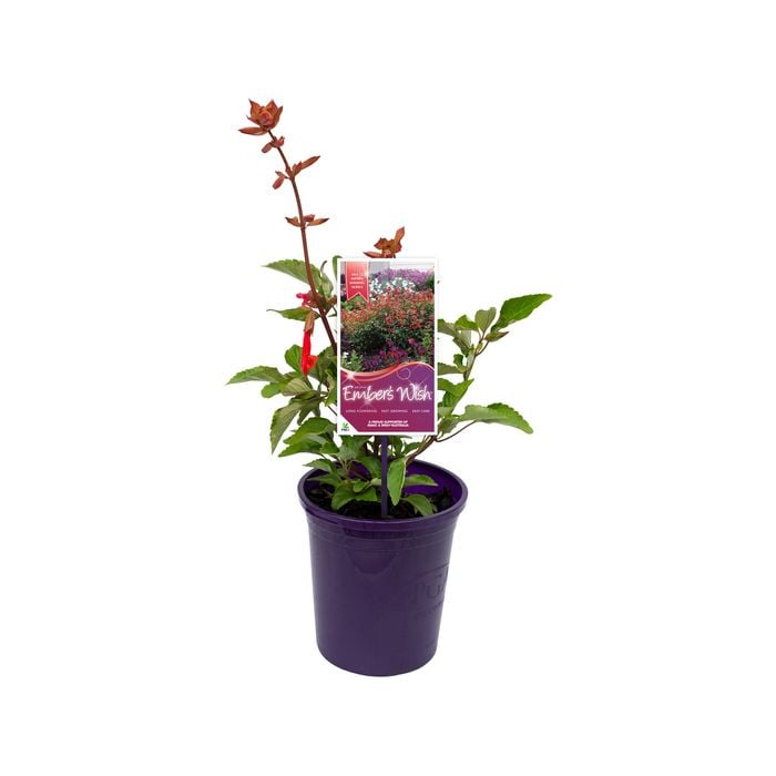 140mm Salvia Ember's Wish - Salvia hybrid