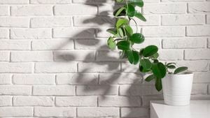 200mm Zebra Plant - Calathea zebrina