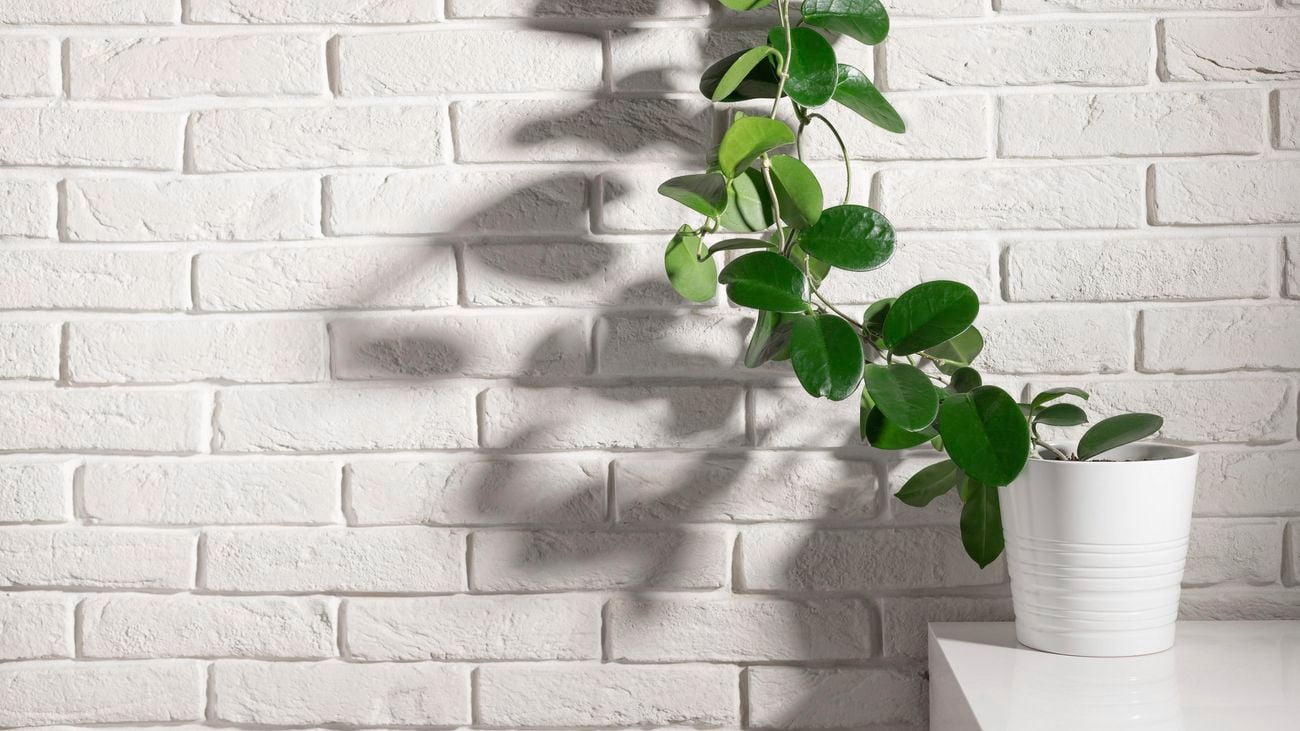 hoya plant in white pot climbing up white brick wall
