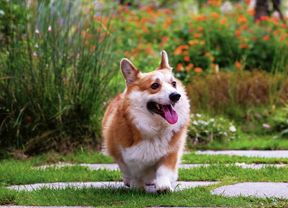 A corgi dog walks on a grassy path with its tongue out