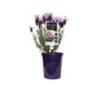 140mm Lavender LAVINNOVA® Pinkberry Ruffles - Lavandula