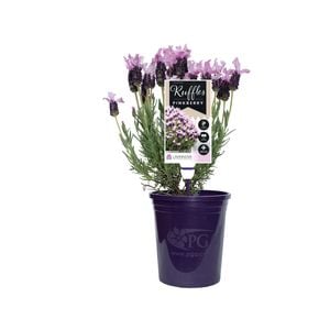 140mm Lavender LAVINNOVA® Pinkberry Ruffles - Lavandula