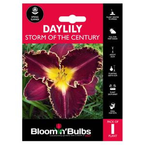 Bloomin' Bulbs Summer Red Daylily Strorm Of The Century - 1 Pack