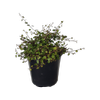 1L Muehlenbeckia complexa