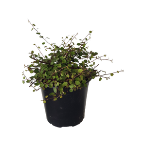 1L Muehlenbeckia complexa