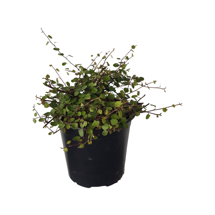 1L Muehlenbeckia complexa