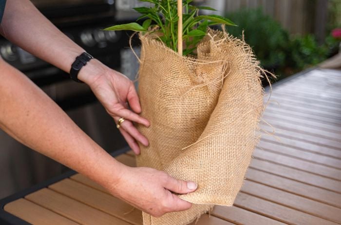 Covering a plant using hessian for protection.
