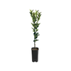 4L Orange Valencia Grafted - Citrus sinensis