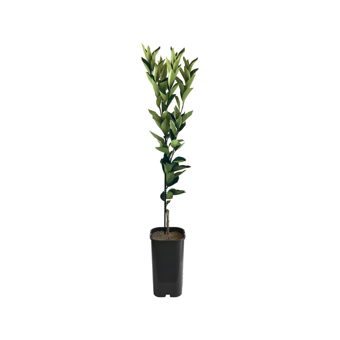 4L Orange Valencia Grafted - Citrus sinensis