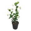 1.9L Star Jasmine - Trachelospermum Jasminiodes