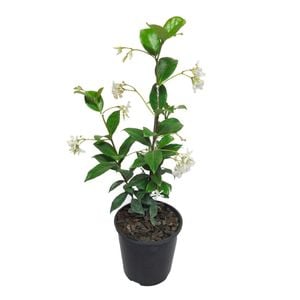 1.9L Star Jasmine - Trachelospermum Jasminiodes