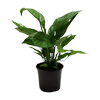 150mm Peace Lily Domino - Spathiphyllum wallisii