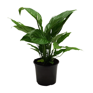 150mm Peace Lily Domino - Spathiphyllum wallisii