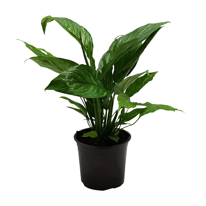 150mm Peace Lily Domino - Spathiphyllum wallisii