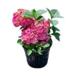 4L Hydrangea Piamina - Hydrangea macrophylla