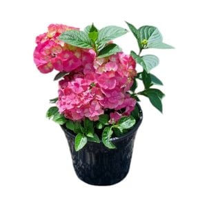 4L Hydrangea Piamina - Hydrangea macrophylla
