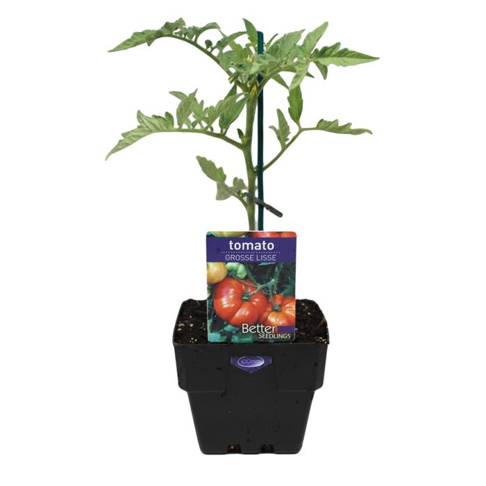 100mm Tomato Grosse Lisse - Lycopersicon esculentum