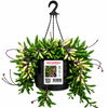 130mm Opal Necklace Hanging Basket - Othonna