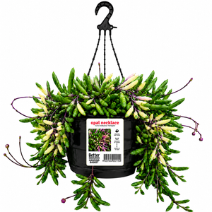 130mm Opal Necklace Hanging Basket - Othonna