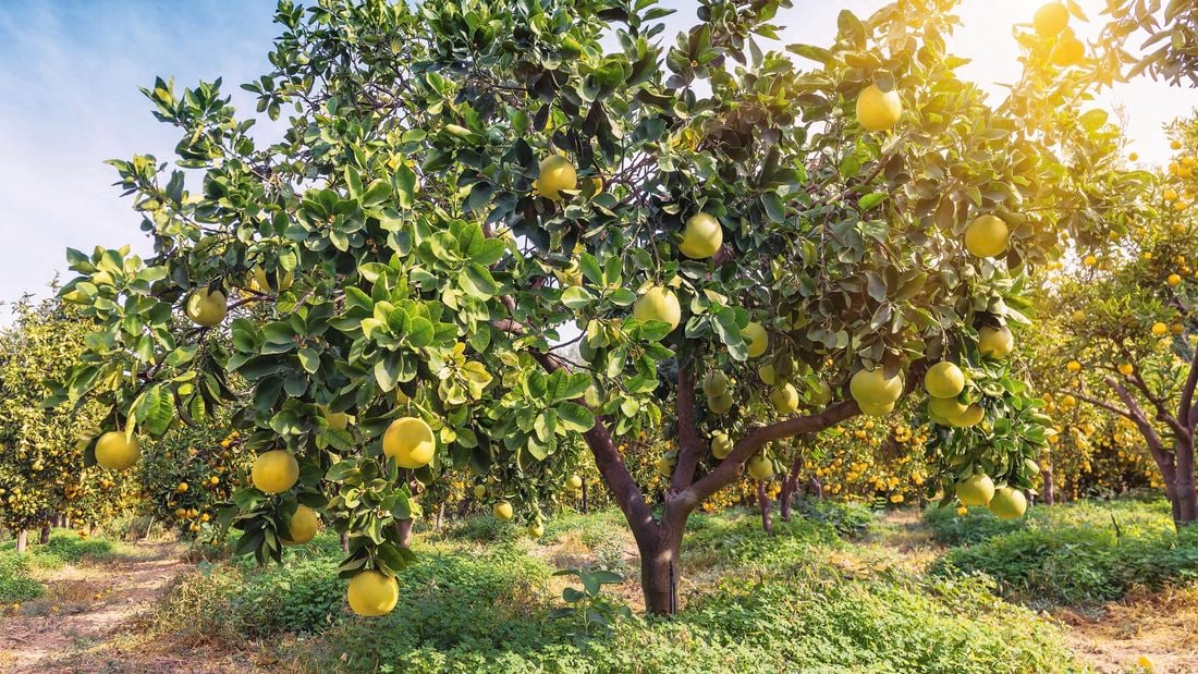 Citrus tree in a field.