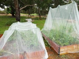 Plant protection on a raised garden bed