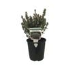 1.9L Westringia Grey Box - Westringia fruticosa