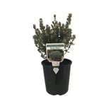 1.9L Westringia Grey Box - Westringia fruticosa