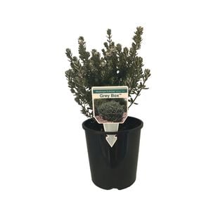 1.9L Westringia Grey Box - Westringia fruticosa