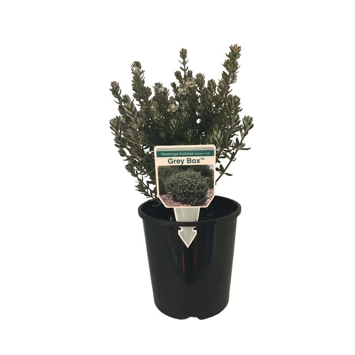 1.9L Westringia Grey Box - Westringia fruticosa