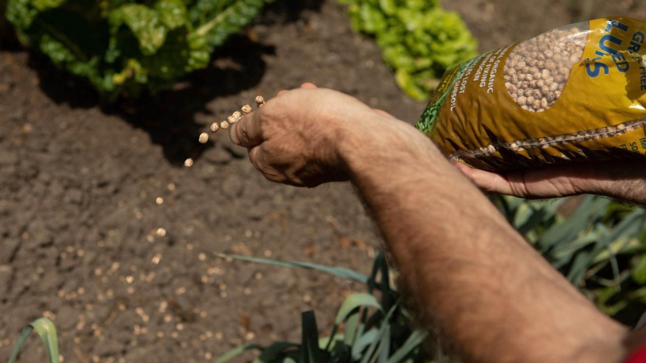 A person spreading granular fertiliser by hand.