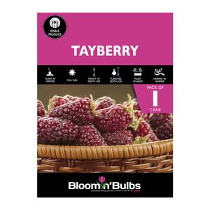 Bloomin' Bulbs Tayberry - 1 Pack