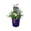 140mm Lily Turf - Liriope Muscari