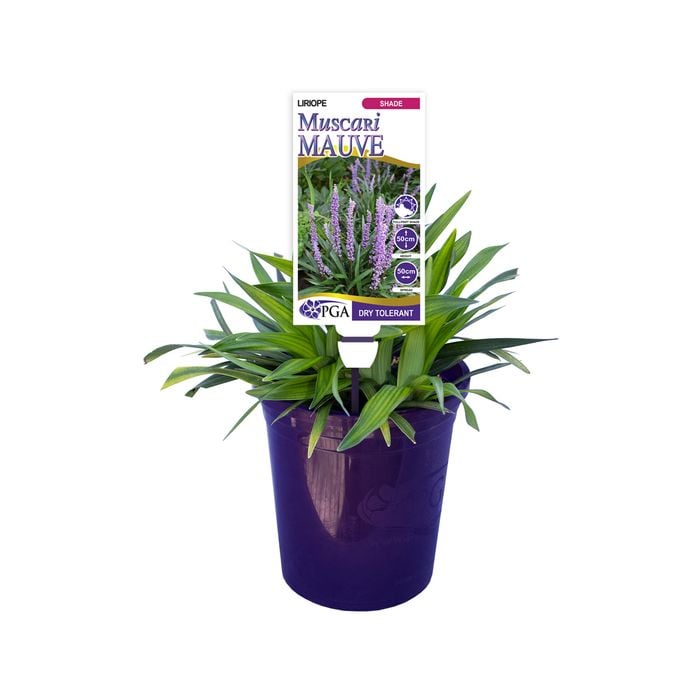 140mm Lily Turf - Liriope Muscari