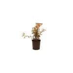 140mm Grevillea Super Dooper
