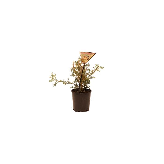 140mm Grevillea Super Dooper
