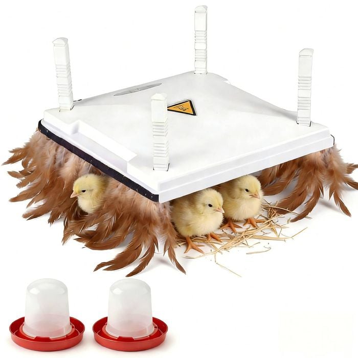 Advwin Chick Brooder Heating Plate Warmer Chicken Coop Brooding Heater Feeder Waterer Set