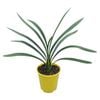 3.3L Yellow Kaffir Lily - Clivia Yellow