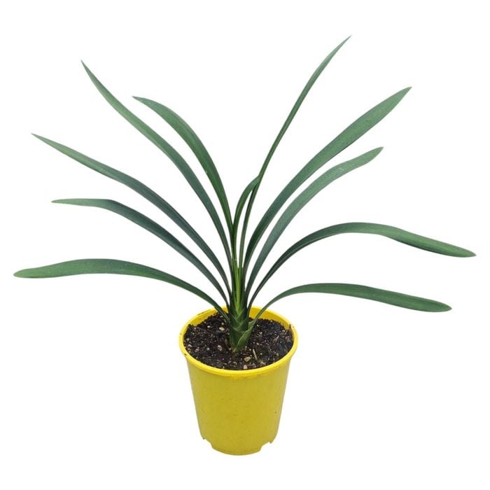 3.3L Yellow Kaffir Lily - Clivia Yellow